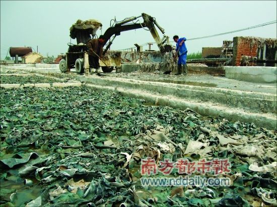 成堆垃圾般的皮革废料通常要在池子里泡上三五天，这是制作明胶的第一步。