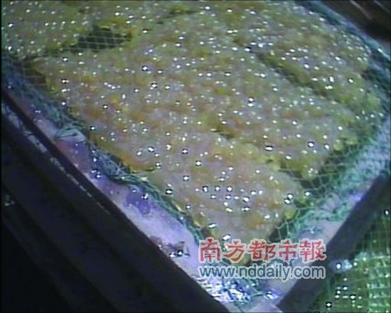 制作好的“垃圾明胶”看上去干净透亮。资料图片