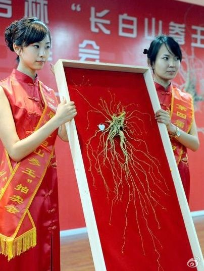 一棵生长百年重30克野生人参拍出了300万元人民币的天价。