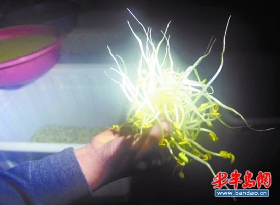 加了料的豆芽，又白又嫩还没根。