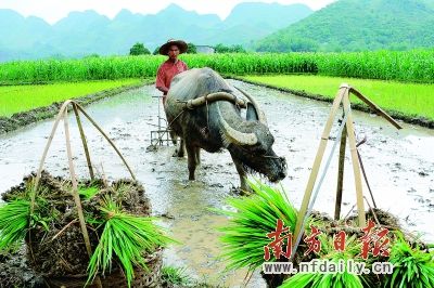 中国农业的现代化和组织化程度亟待提高。图为广西旱区农民雨后抢种忙。新华社发