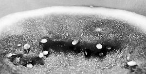 　白籽西瓜。人民网照片