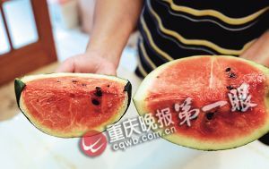 　　试验瓜(左)和“瓜坚强”区别明显 重庆晚报首席记者 冉文 摄