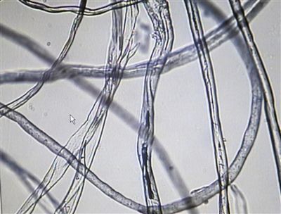 图2：从童装中提取的纤维，较粗的由棉和涤纶组成。