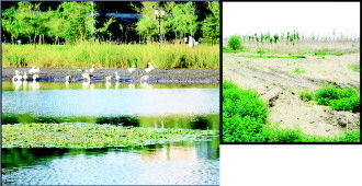 ▲如今一片荒凉 ◤曾经风光旖旎