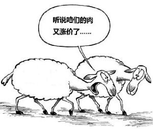 羊肉价格上涨变身“贵羊羊”(资料图)