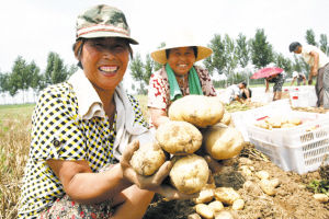 ■这里的土豆不仅个大，还是无公害产品。