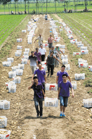 　■一筐筐土豆被运走。