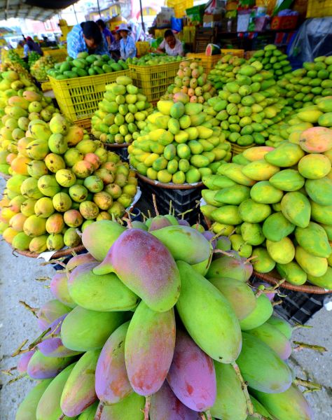 百色芒果无污染、品质好、色泽艳。