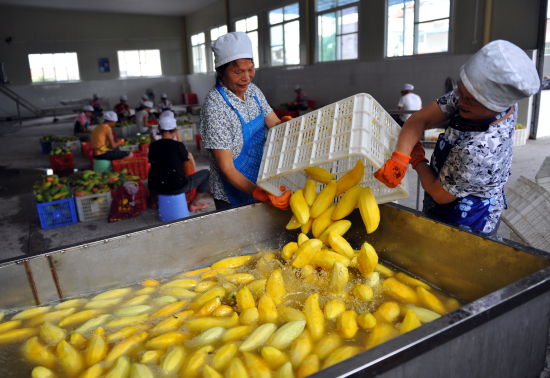 田阳引进企业对芒果深加工成芒果干出出口美国、法国等国家，既延长产业链条，又能提高果农收入。