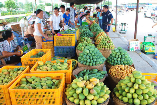 百色市芒果品种多样，有田阳香芒、红贵妃、金煌芒、红象牙、台农、凯特、桂七芒等十多个品种的优良芒果品种。