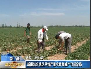 　　新疆北部部分地区旱情严重，小麦、番茄等需水量较大的农作物减产已成定局。新华视频截图照片。