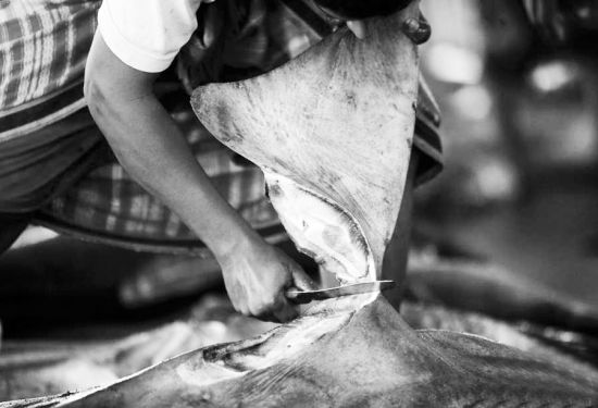 多年以来，鱼翅消费因为环保、伦理和营养等问题一直备受争议