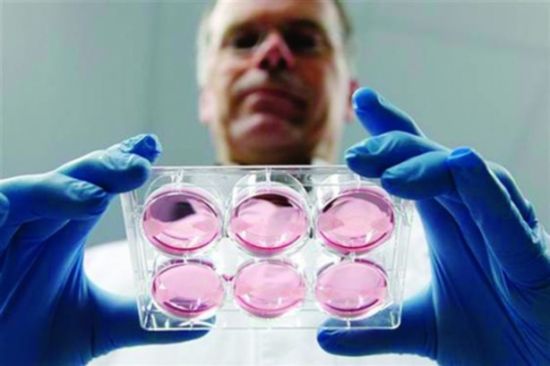 波斯特展示人造牛排