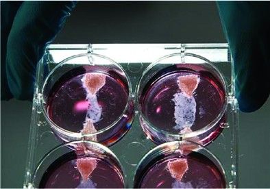 培养皿中两端被夹在尼龙搭扣中的人造肉