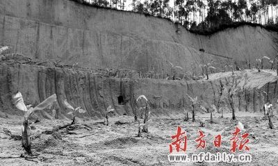 在被盗采点破坏的土地上，几棵刚刚种下的小树苗蔫蔫地站着。