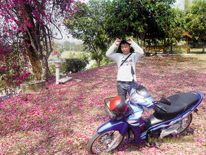 泰国小城清迈的满地落花很美