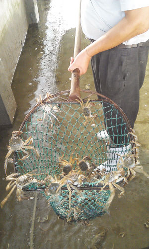 同样是河蟹，但是消费者通过不同渠道购买，价格却有着“天壤之别”。