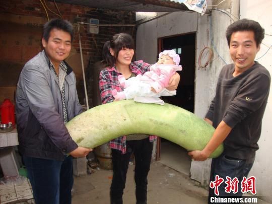 河南饶良镇村民与巨型冬瓜合影 薛协伦 摄