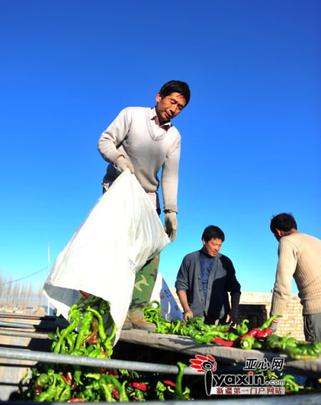 　　10月31日，乌鲁木齐县板房沟乡板房沟村5队，椒农正在往小货车上装采摘后的辣椒。亚心网记者 朱翊 摄
