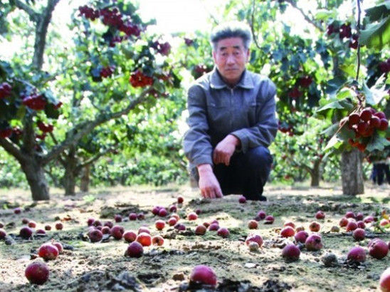  不少山楂被大风吹落在地上，令果农焦心。(图片来源：半岛都市报)