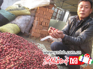 秦皇岛市抚宁县台营镇俞各庄村10多万斤山楂滞销，村民们心急如焚