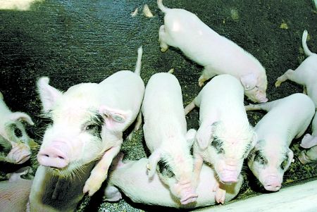 荣昌“熊猫猪” 记者 梁杰 摄