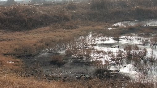 　　山东滨州井喷现场：水面被油污覆盖