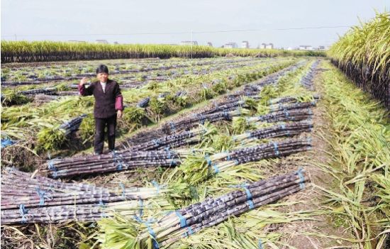 温岭5000户蔗农盼买家。图为农户吴春娥在自家甘蔗地上。
