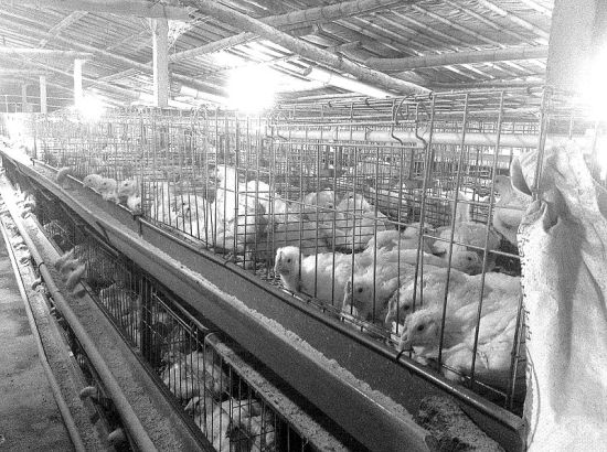 　　肯德基所用原料——45天“速成白羽鸡”，从雏鸡进入鸡场，到肉鸡出栏屠宰，多个环节暴露出安全隐患。