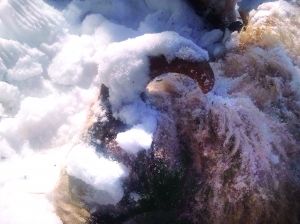 被冻死的山羊。(图片来源：北方新报 摄影：汤军)