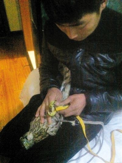 12月11日深夜，河北易县明辉宾馆305室，从外地赶来的贩鹰者用黄绳将鹰捆绑，此次交易，他共带来三只鹰。