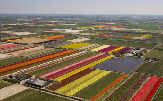　　集约型园艺产业虽然给荷兰带来了“欧洲花园”的美誉，但也让荷兰无法摆脱与集约园艺伴生的土壤和水污染问题。（图片来源：美联社）