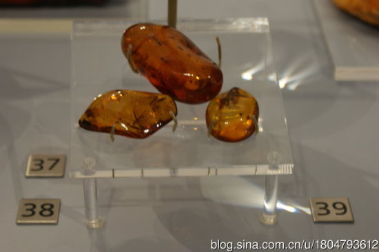 37-38-39 多米尼加的虫珀，2千万年。