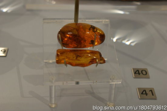 40 、多米尼加虫珀。41 、拉脱维亚(波罗的海)虫珀。