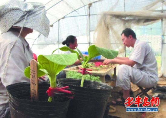 工作人员正在嫁接瓜苗。（图片来源：半岛都市报）