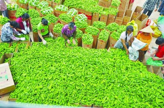 向城镇转移的农民的养老社会保障主要靠社会保障制度的发展解决问题。