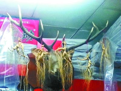 东北长白山一带的新鲜生晒参今年价格暴涨翻番摄影/本报记者 刘慎良