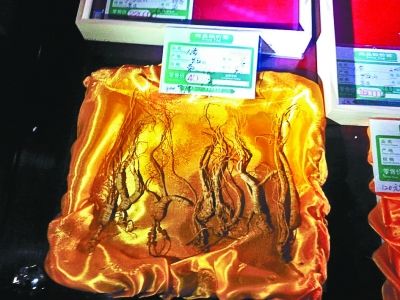 野山参须经严格认证才能销售