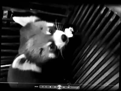 卖家给记者发来的待售小熊猫视频截图