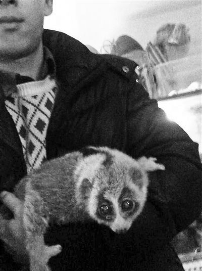 卖家发来的懒猴照片