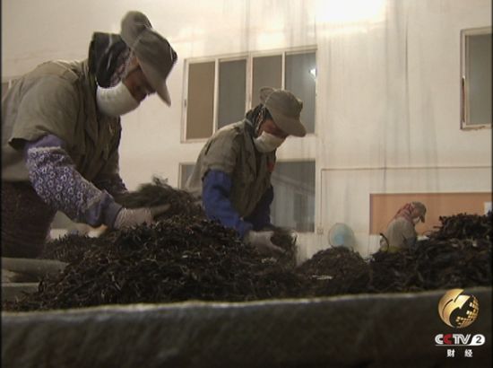 普洱茶的手工加工