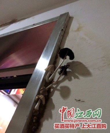 房屋漏水严重，电梯外长出蘑菇。