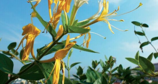 　　2014年8月14日，湖北宜昌，盛开的金银花。