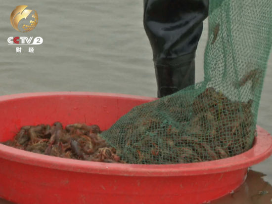 小龙虾曾是湖北潜江农民心中的大害