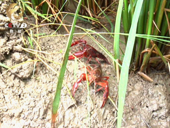 稻田养虾 每亩地纯收入3000元以上