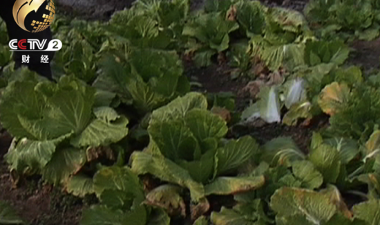 贾德清家的菜地也用这种“炸药水”浇灌。