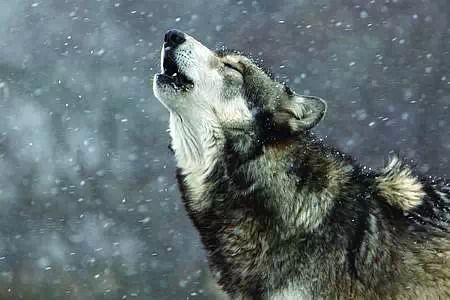 吴晓波 急躁,功利,凶猛决然,见到猎物就上,从不顾及生态,这种"狼文化"