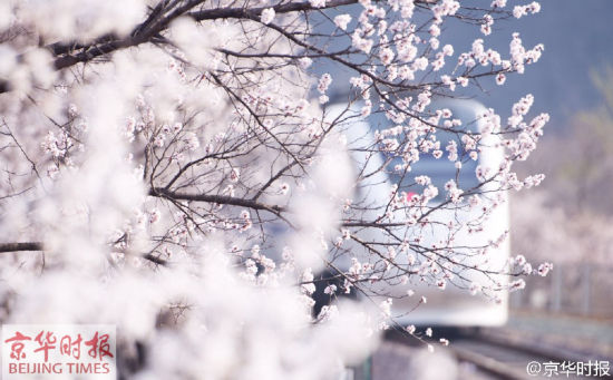　　列车穿越花海
