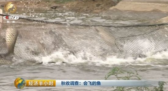 眼下，正值鱼大规模上市的季节，但张平安早已提前帮助社员们找好了销路。